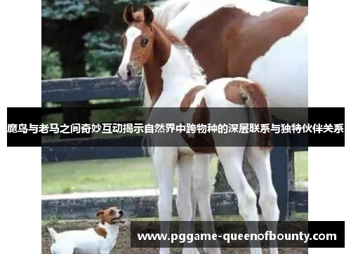 魔鸟与老马之间奇妙互动揭示自然界中跨物种的深层联系与独特伙伴关系